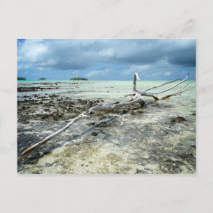 Bois mort dans le Pacifique carte postale