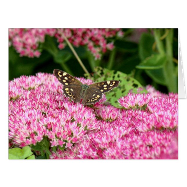 Bois moucheté - Papillon sur Sedum (Devant horizontal)