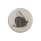 Boîte vintage de collection de nature d'insecte de