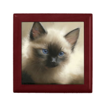 Regard D'Innocence Siamese Kitten Portrait