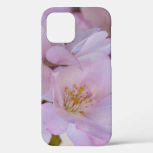 Boîte cadeau Cerry Blossoms Coque-Mate coque iphon