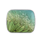 Gouttes de pluie sur des pissenlits