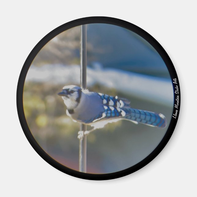 Bold Blue Jay magnet (Front)