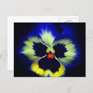 Bold Blue Pansy Flower Photography Postcard