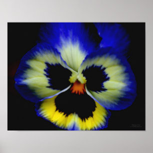 Bold Blue Pansy Flower Poster