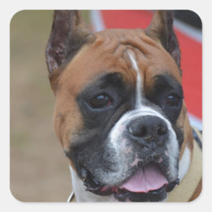 Bold Boxer Square Sticker