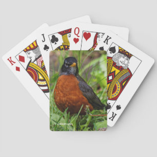 Bold Curious American Robin in Green Grass Playing Cards