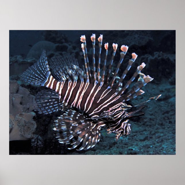 Bold Lionfish Poster (Front)