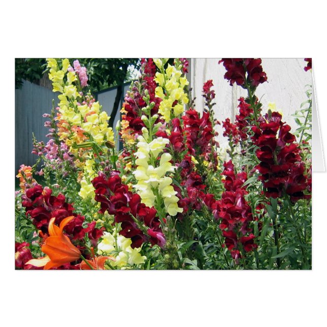 Bold Rocket Snapdragons (Front Horizontal)