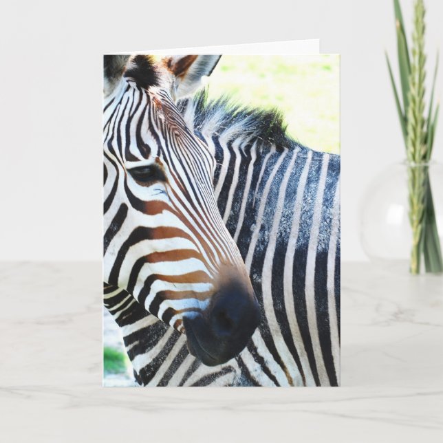 Bold Zebra Greeting Card (Front)
