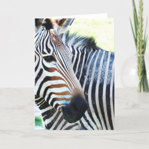 Bold Zebra Greeting Card