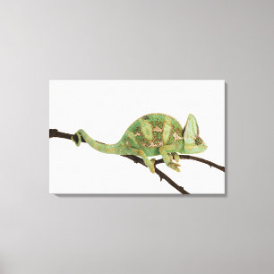 Boldly coloured chameleon with characteristic 2 canvas print