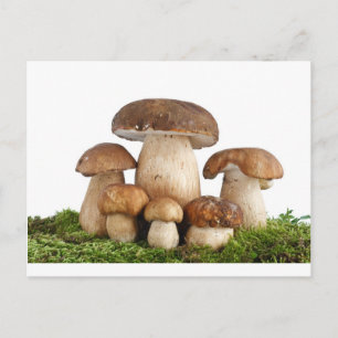 Boletus Edulis mushrooms Postcard