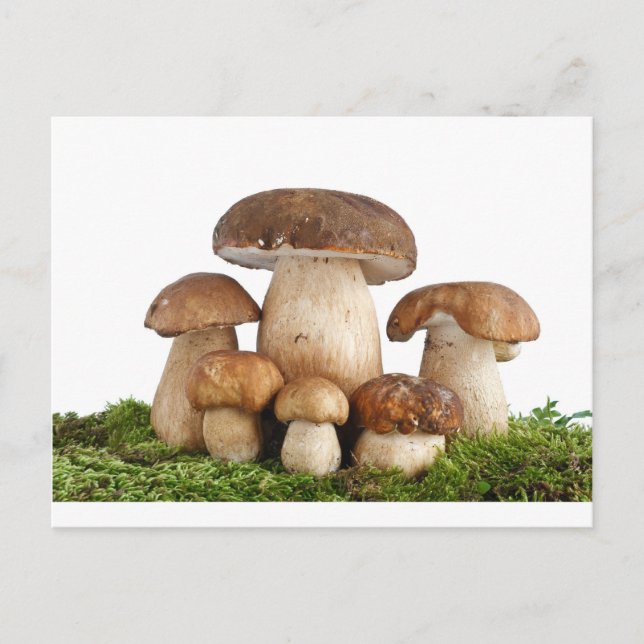 Boletus Edulis mushrooms Postcard (Front)