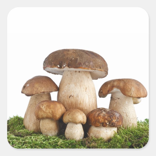 Boletus Edulis mushrooms Square Sticker (Front)