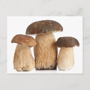 Boletus Edulis PCard Postcard