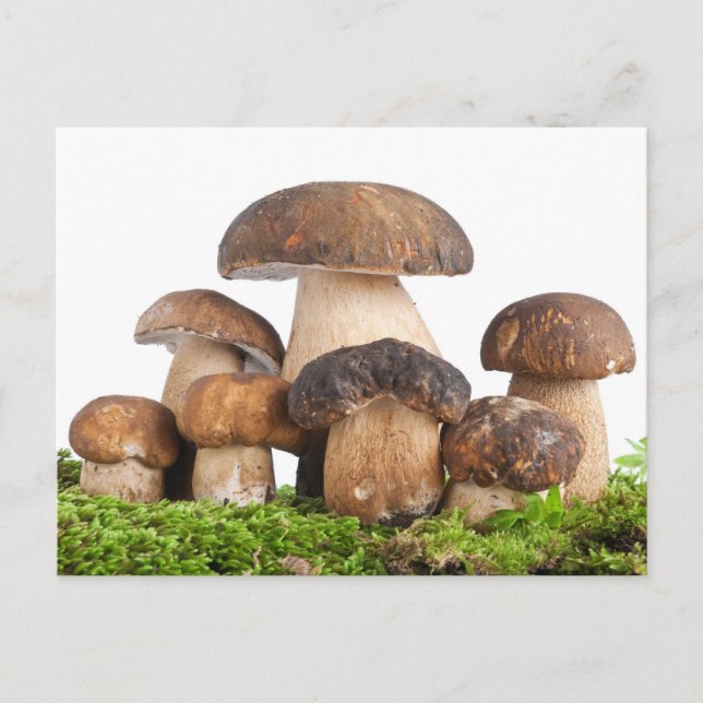 Boletus Edulis PCard Postcard (Front)