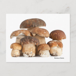 Boletus Edulis Postcard