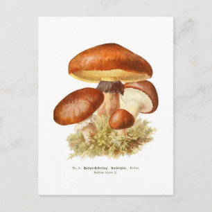 Boletus luteus postcard