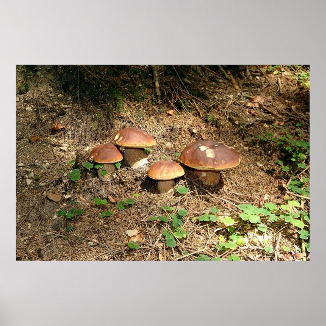 boletus poster (Front)