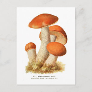 Boletus rufus postcard