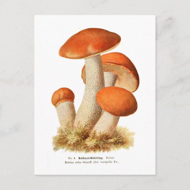 Boletus rufus postcard (Front)