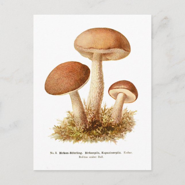 Boletus scaber postcard (Front)