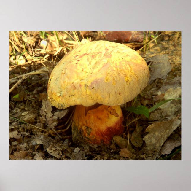 Boletus torosus Mushroom Poster (Front)
