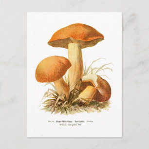 Boletus varigatus postcard