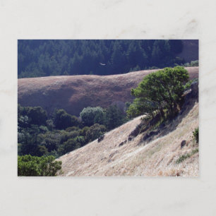 Bolinas Ridge, California Postcard
