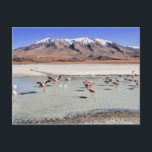 Bolivia landscape photograph with flamingos postcard<br><div class="desc">Bolivia landscape photograph of lagoon with flamingos</div>
