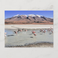Bolivia landscape photograph with flamingos