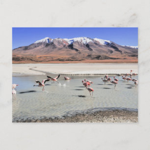 Bolivia landscape photograph with flamingos postcard