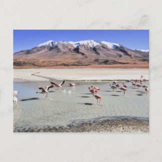 Bolivia landscape photograph with flamingos postcard