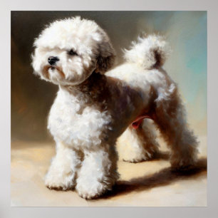 Bolognese Dog Poster