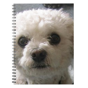 bolognese notebook