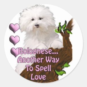Bolognese or Havanese puppy Classic Round Sticker
