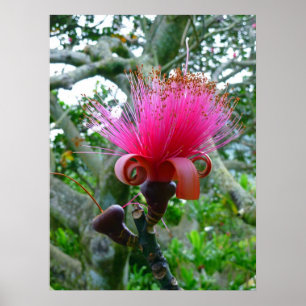 Bombax tree blossom poster