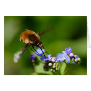 Bombylius