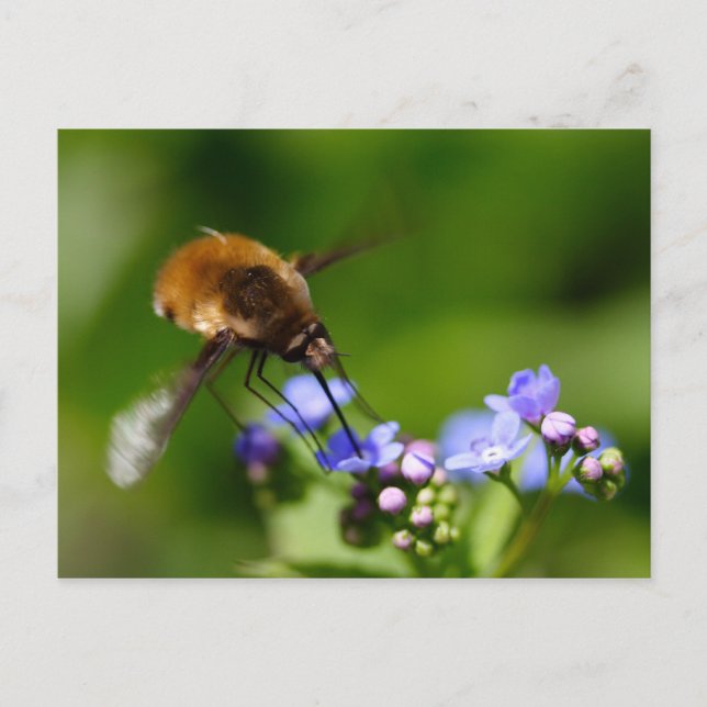 Bombylius major postcard (Front)