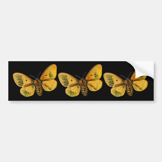 Bombyx quercus female bumper sticker (Front)