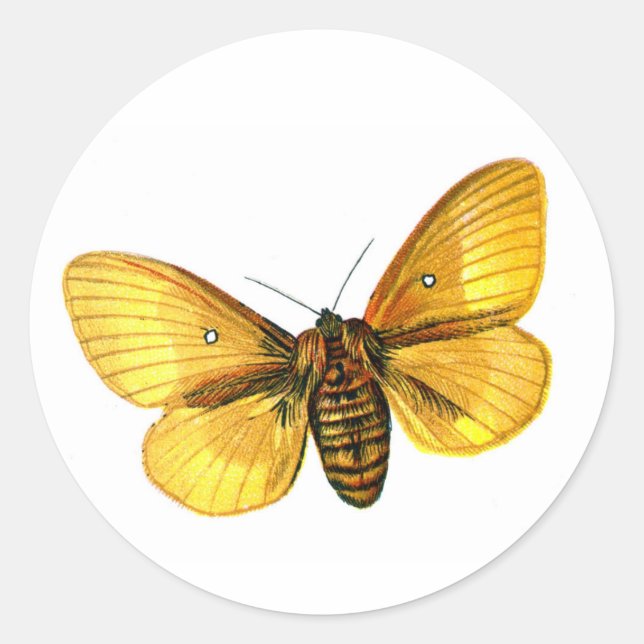 Bombyx quercus female classic round sticker (Front)