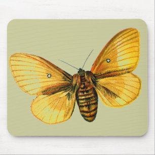 Bombyx quercus female mouse pad