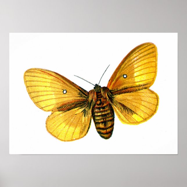 Bombyx quercus female poster (Front)