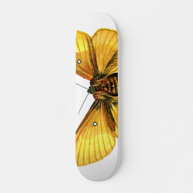Bombyx quercus female skateboard (Front)