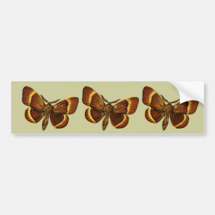 Bombyx quercus male bumper sticker