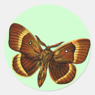 Bombyx quercus male classic round sticker