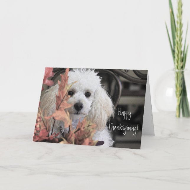 Bon thanksgiving Poodle carte chien (Devant)