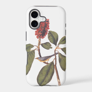 Bonaparte Flycatcher Canada Warbler Audubon Bird