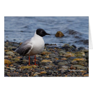 Bonaparte's Gull at the Beach